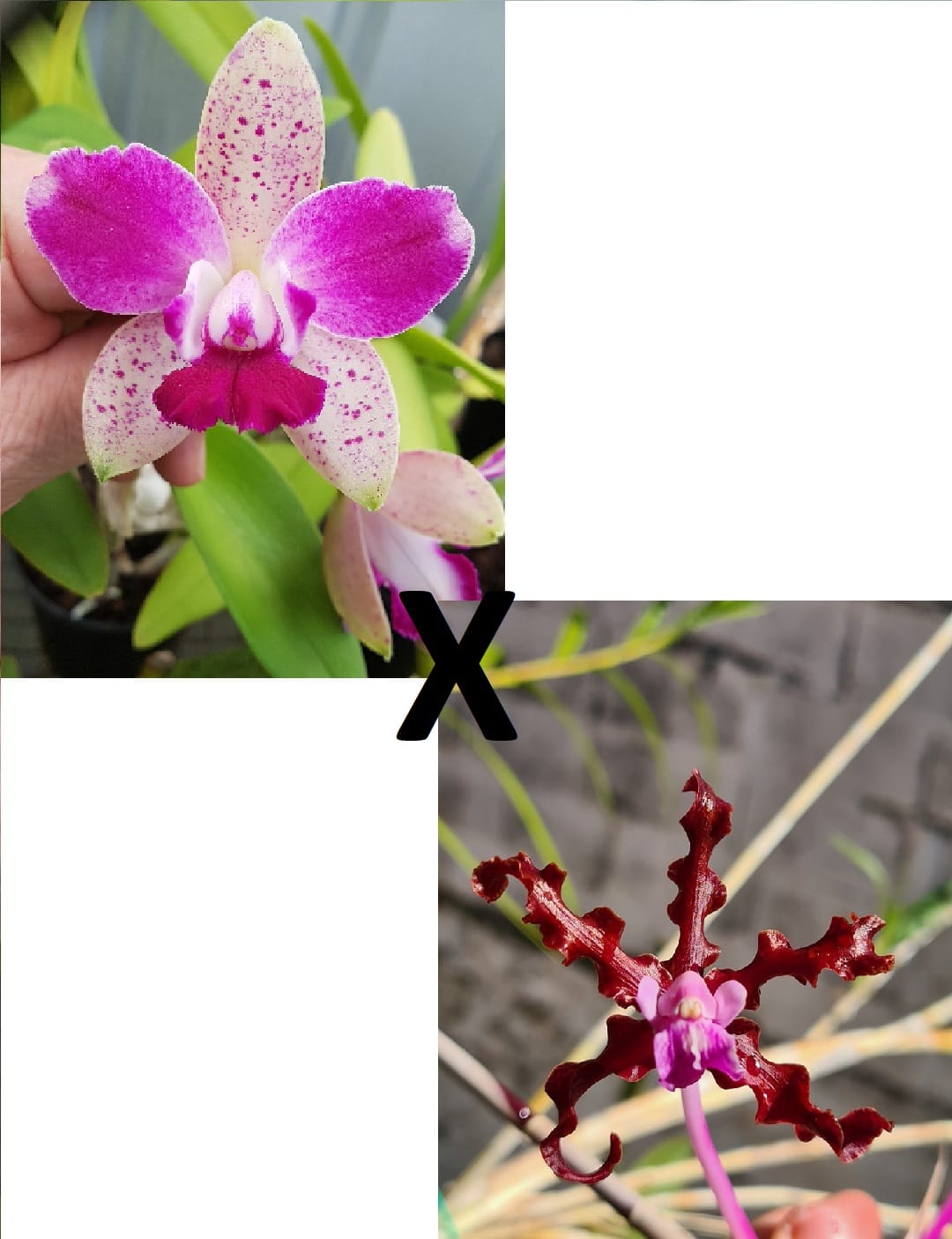 Schombocattleya Tzeng Wen Bells