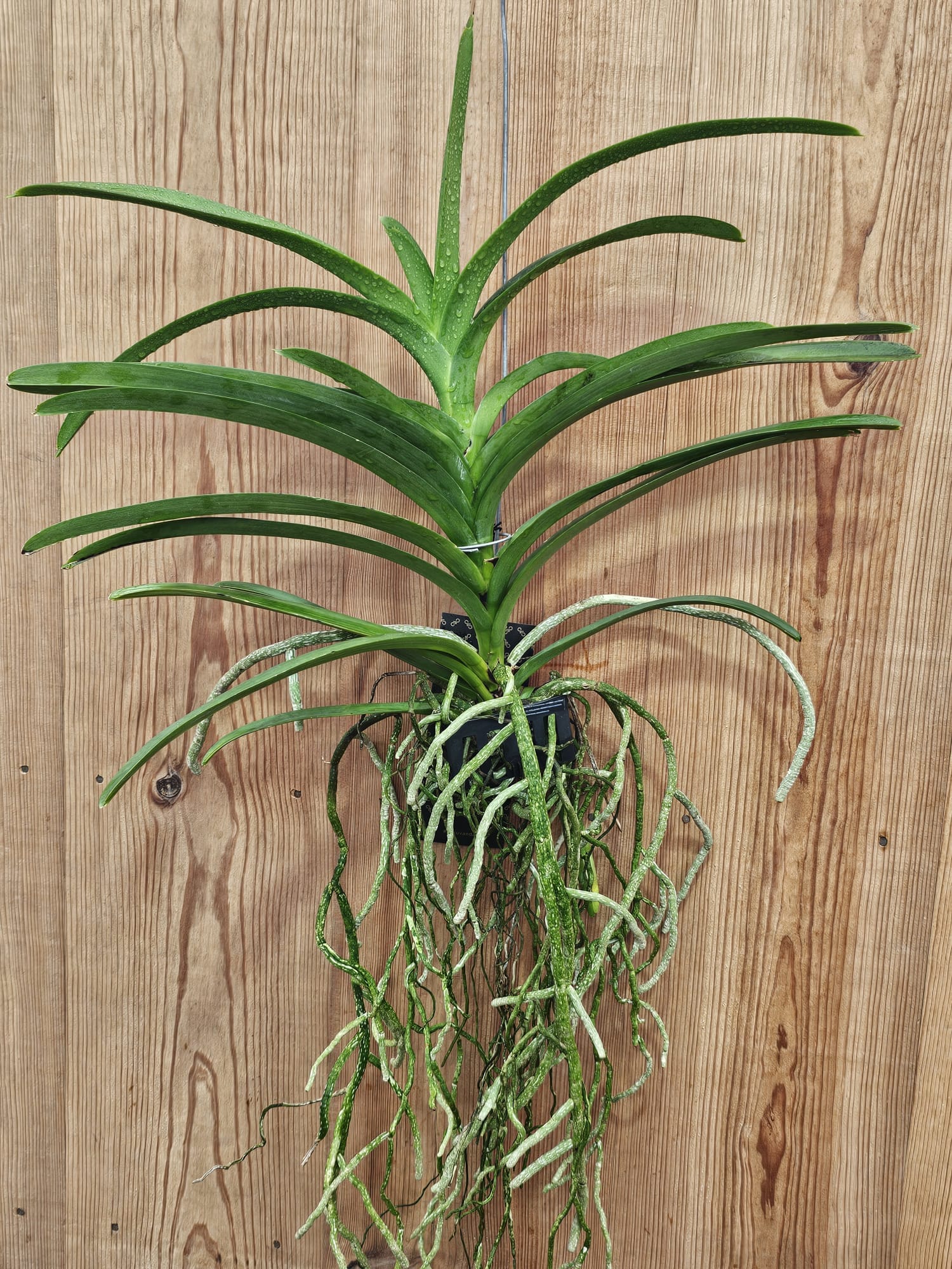 Vanda Hibrida