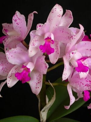Orquídea Cattleya amethystoglossa com flores rosa-pálido pintalgadas de magenta e labelo ametista