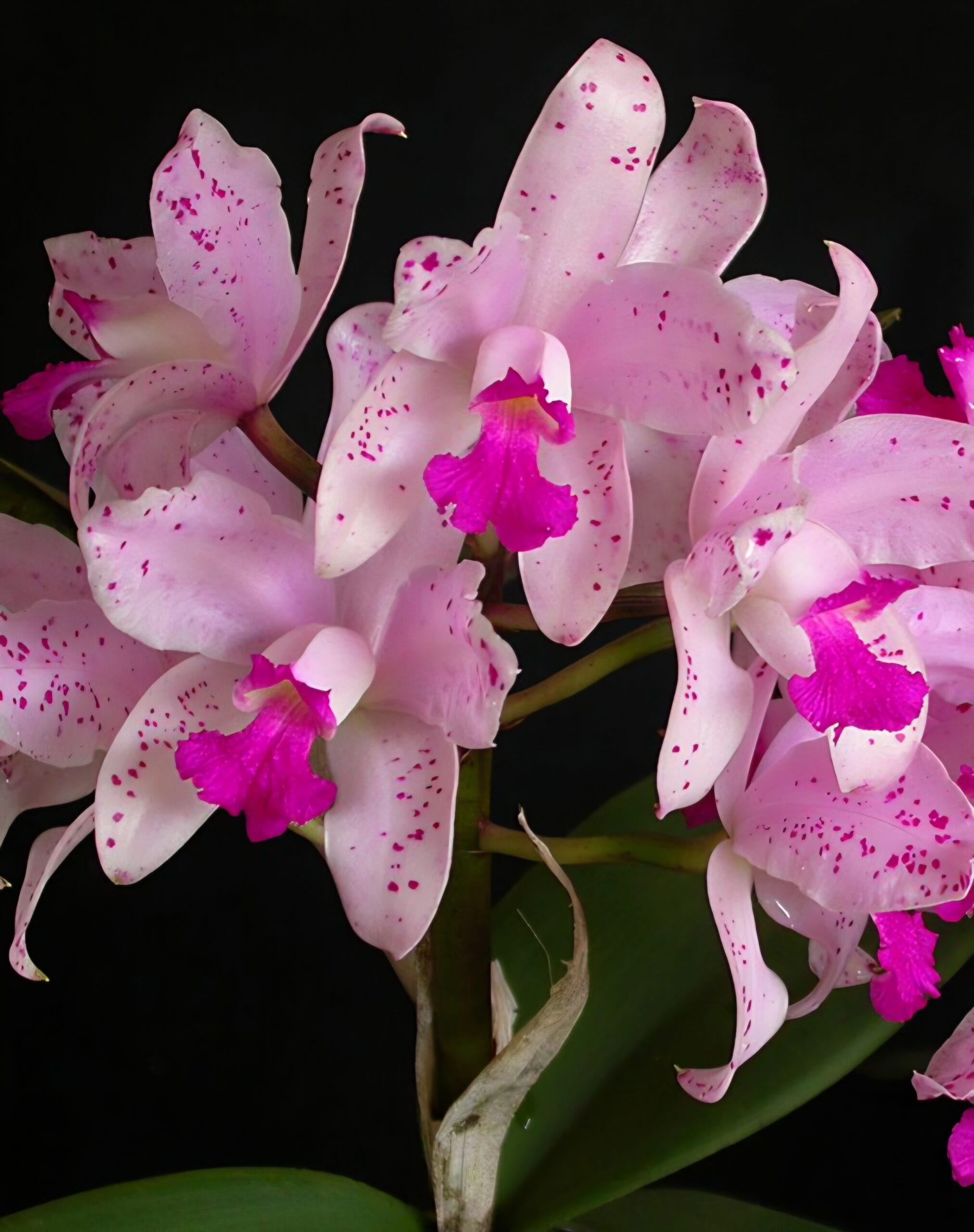 Orquídea Cattleya amethystoglossa com flores rosa-pálido pintalgadas de magenta e labelo ametista