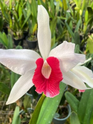 Laelia purpurata carnea ‘Cherry’