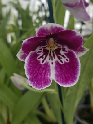 Miltoniopsis Princess Diana 'Red Baron'