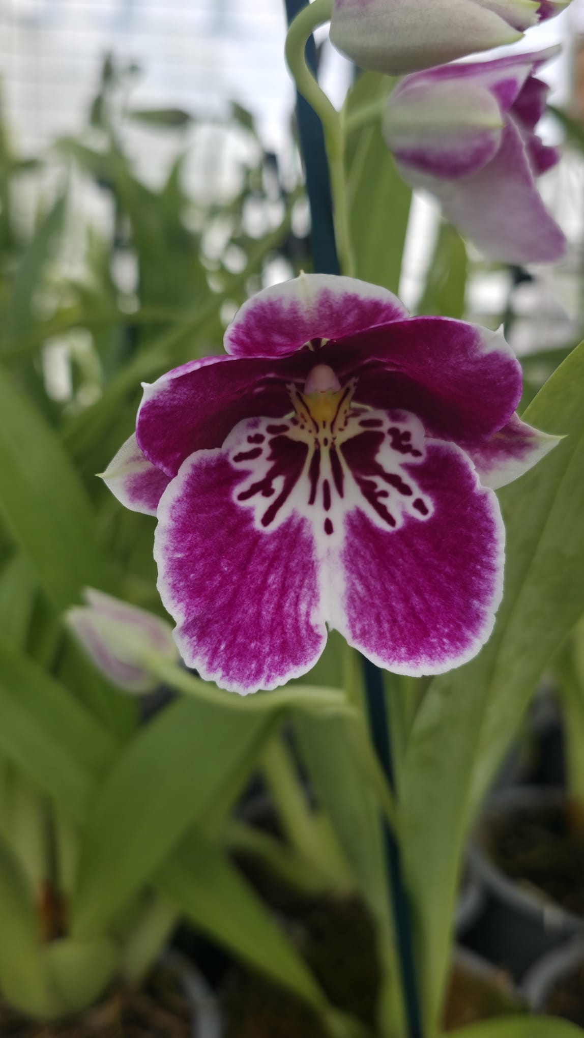 Miltoniopsis Princess Diana ‘Red Baron’