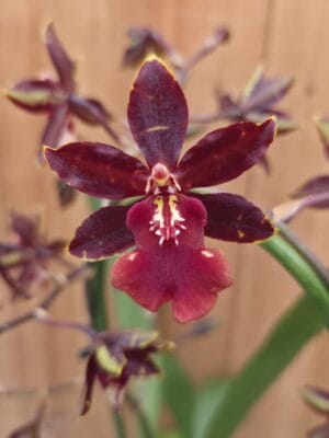 Colmanara Black Cat