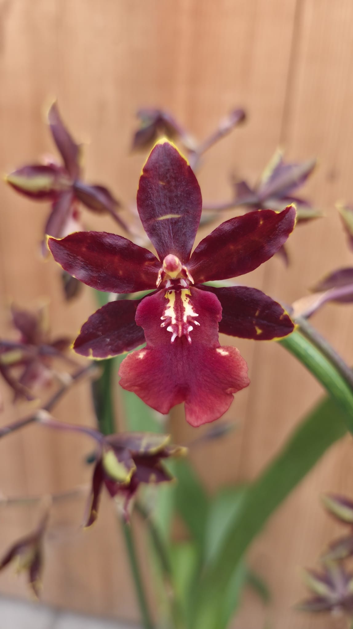 Colmanara Black Cat
