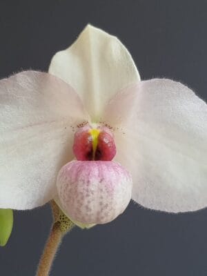 Orquídea Paphiopedilum Joyce Hasegawa com flor delicada em tons rosa e creme em formato de sapatinho