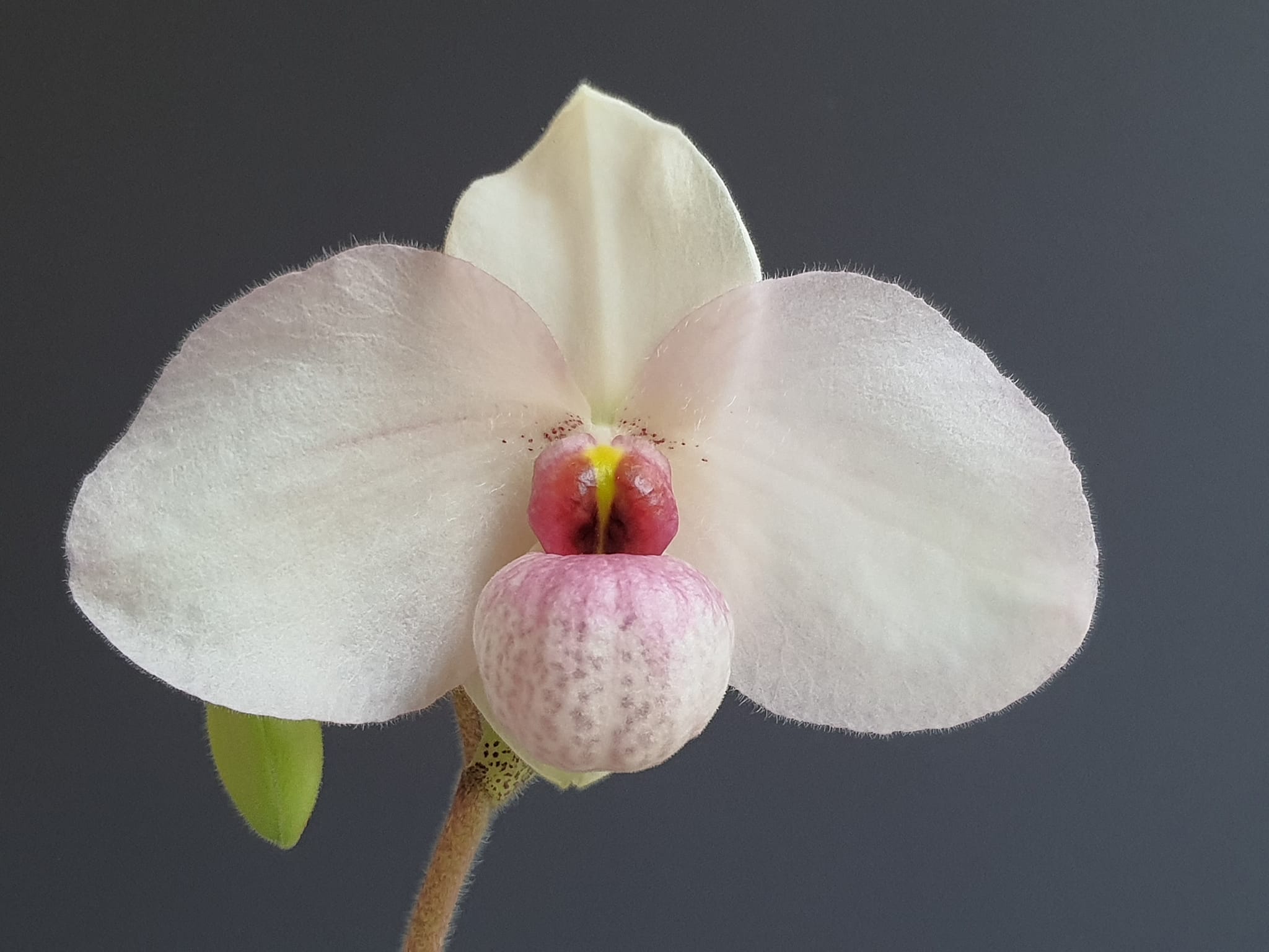 Orquídea Paphiopedilum Joyce Hasegawa com flor delicada em tons rosa e creme em formato de sapatinho
