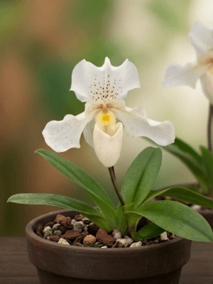Paphiopedilum Rosy Dawn