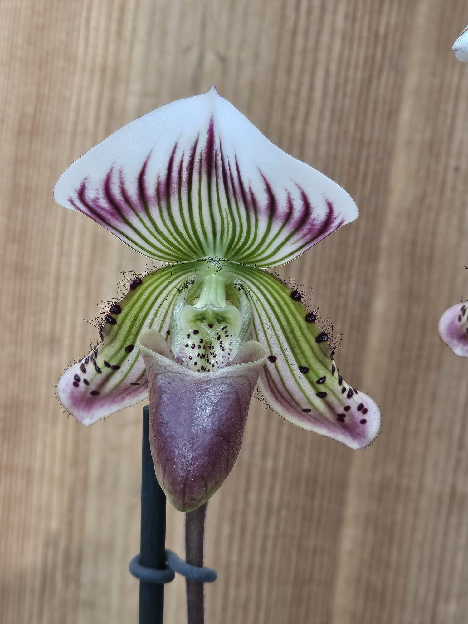 Paphiopedilum thailandense