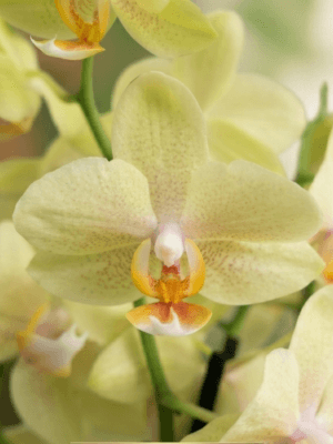 Phalaenopsis Debra Lee Layton