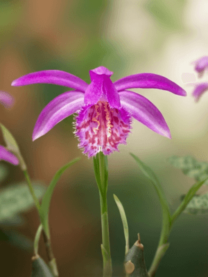 Orquídea Pleione tongariro com flor rosa-púrpura vibrante e labelo franjado salpicado