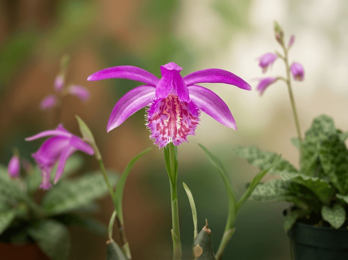 Orquídea Pleione tongariro com flor rosa-púrpura vibrante e labelo franjado salpicado
