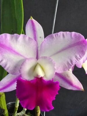 Orquídea (C. walkeriana x Rlc. Shinfong Royal) ‘Five Star’ com flores armadas e armónicas de formato compacto