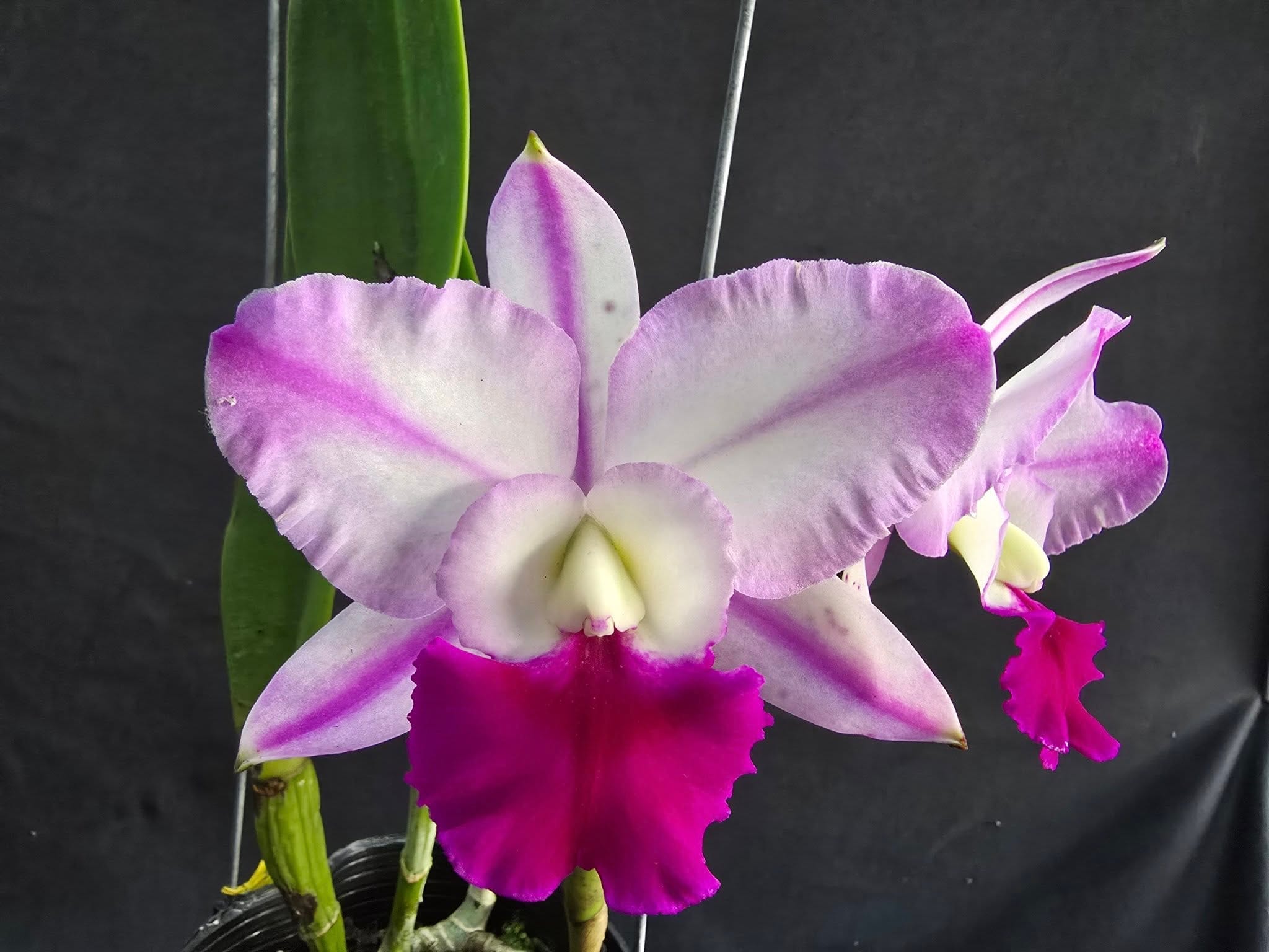 Orquídea (C. walkeriana x Rlc. Shinfong Royal) ‘Five Star’ com flores armadas e armónicas de formato compacto