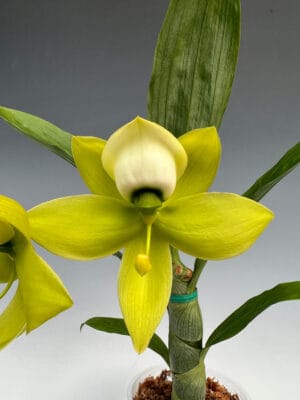 Orquídea Cycnoches Mass Confusion Big Green com inflorescência pendente de flores verdes exóticas