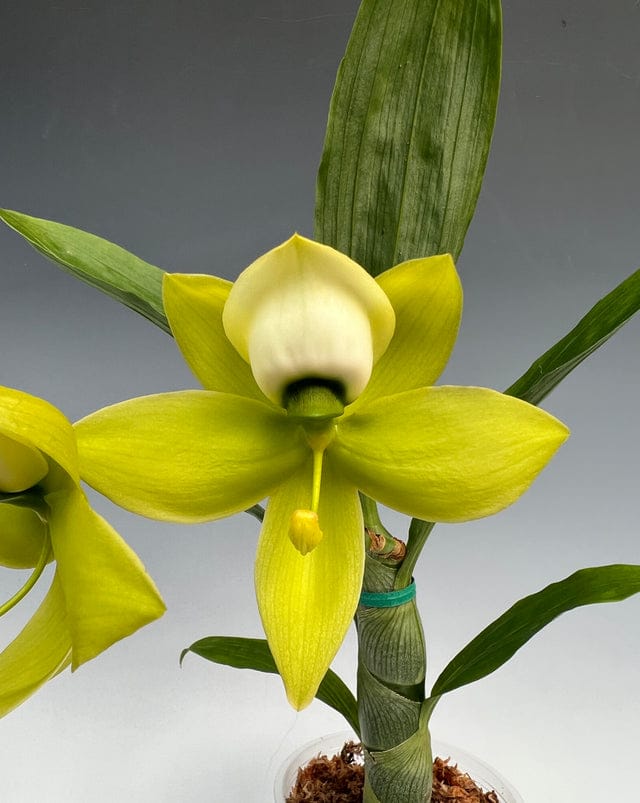 Orquídea Cycnoches Mass Confusion Big Green com inflorescência pendente de flores verdes exóticas