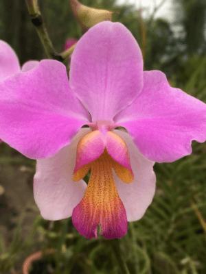 Orquídea Papilionanthe teres com flores rosa e magenta em plena floração ao sol