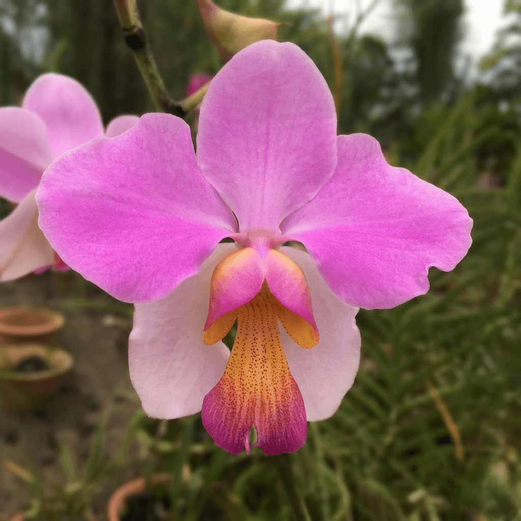 Orquídea Papilionanthe teres com flores rosa e magenta em plena floração ao sol
