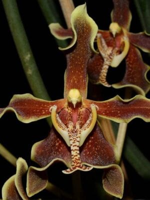 Orquídea Paraphalaenopsis labukensis com longas folhas cilíndricas e flores castanhas e amarelas perfumadas