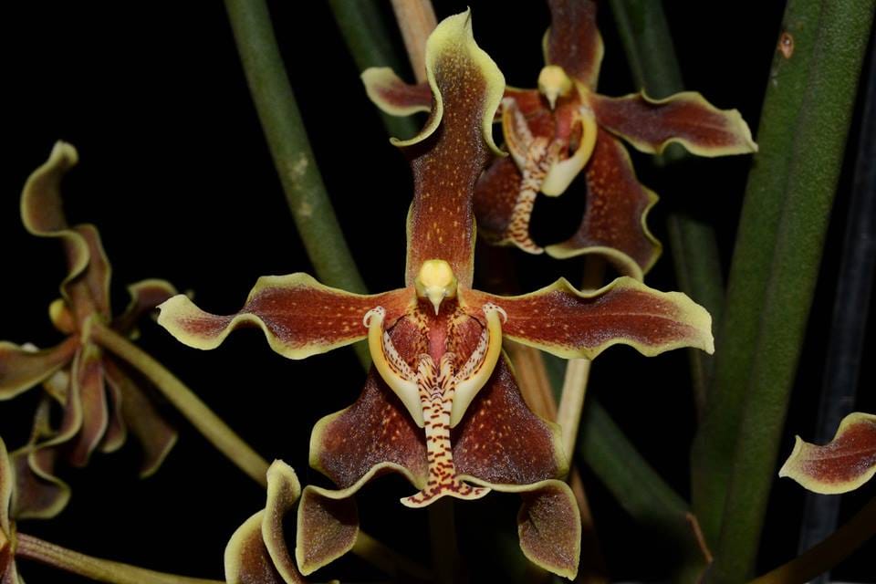 Orquídea Paraphalaenopsis labukensis com longas folhas cilíndricas e flores castanhas e amarelas perfumadas
