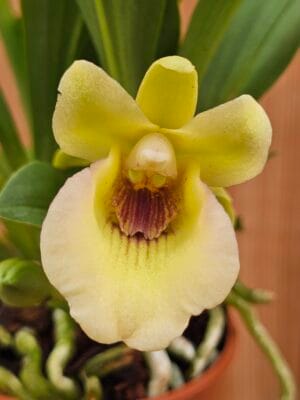 Orquídea Cochleanthes em floração com leque de folhas verdes e flores perfumadas