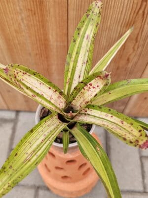 Bromélia Neoregelia Chrissy com folhagem colorida