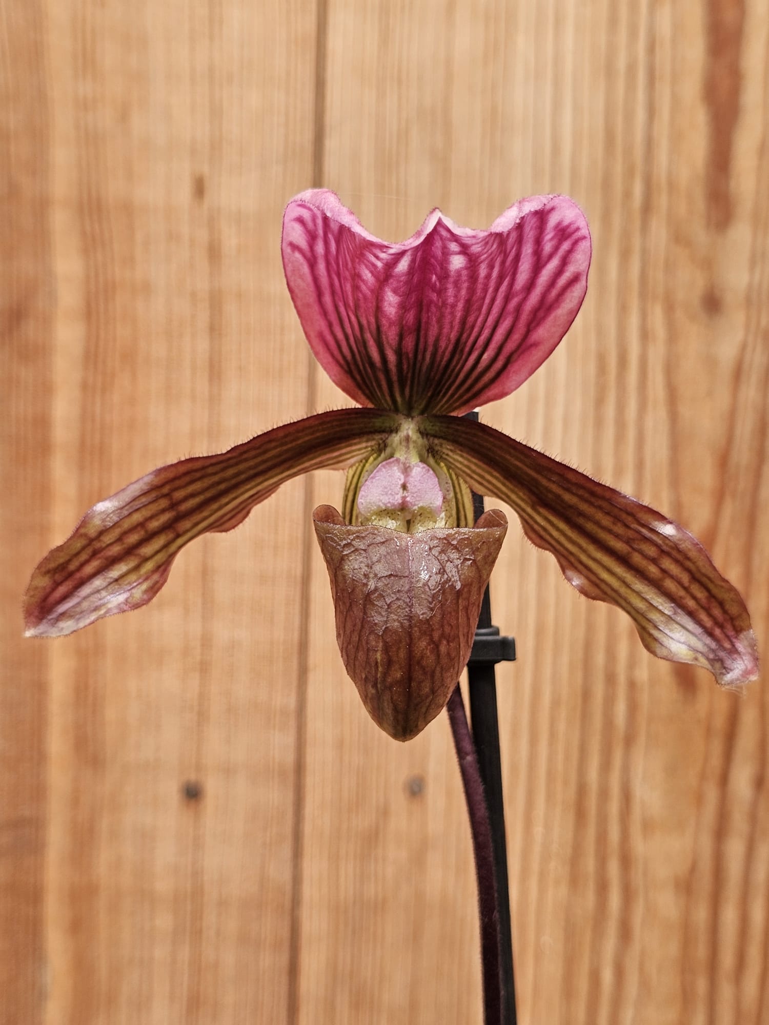 Orquídea Paphiopedilum Schaetzchen em floração com labelo em forma de sapatinho