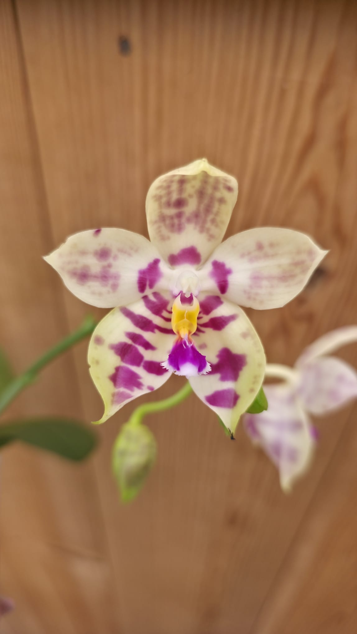 Orquídea Phalaenopsis Lyndon Mix Zebra em flor com padrão zebra vibrante