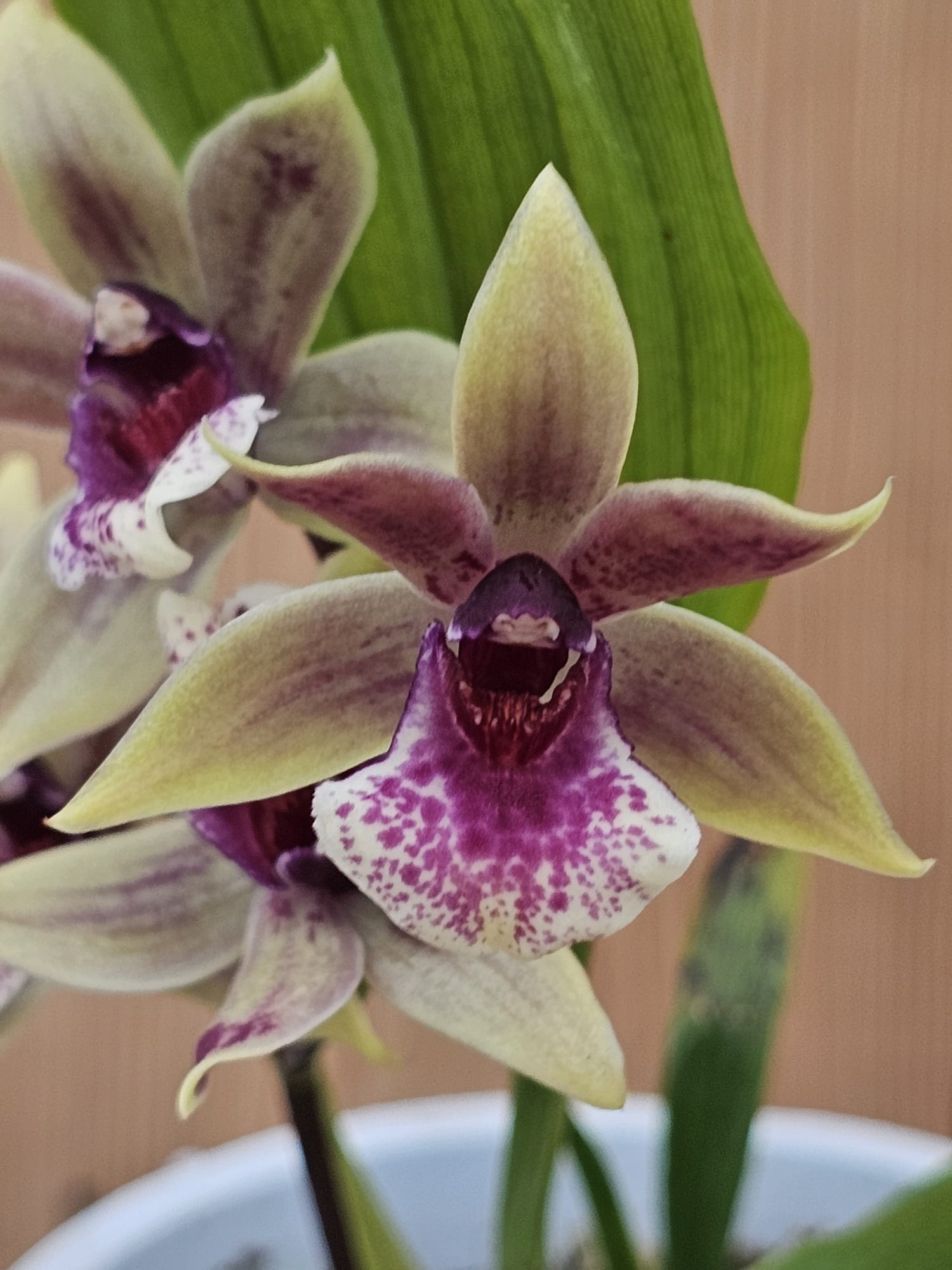 Orquídea intergenérica Zygonisia Snow Bird com hastes florais e flores em tons de branco e lilás-azulado