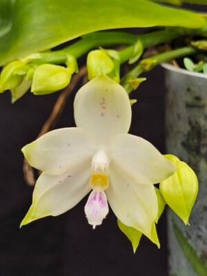 Orquídea Phalaenopsis floresensis x speciosa em floração com flores estreladas