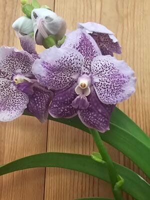 Orquídea Vanda Specials Violet Spot em floração com pétalas violetas pintalgadas