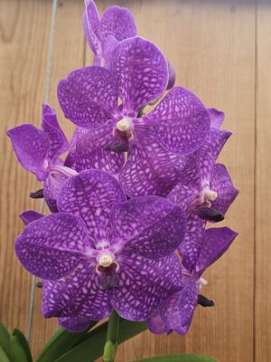 Vanda Nitaya Vioblue