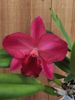 Orquídea Rlc. Ruby Delight x Mem. Alida Laboy em floração