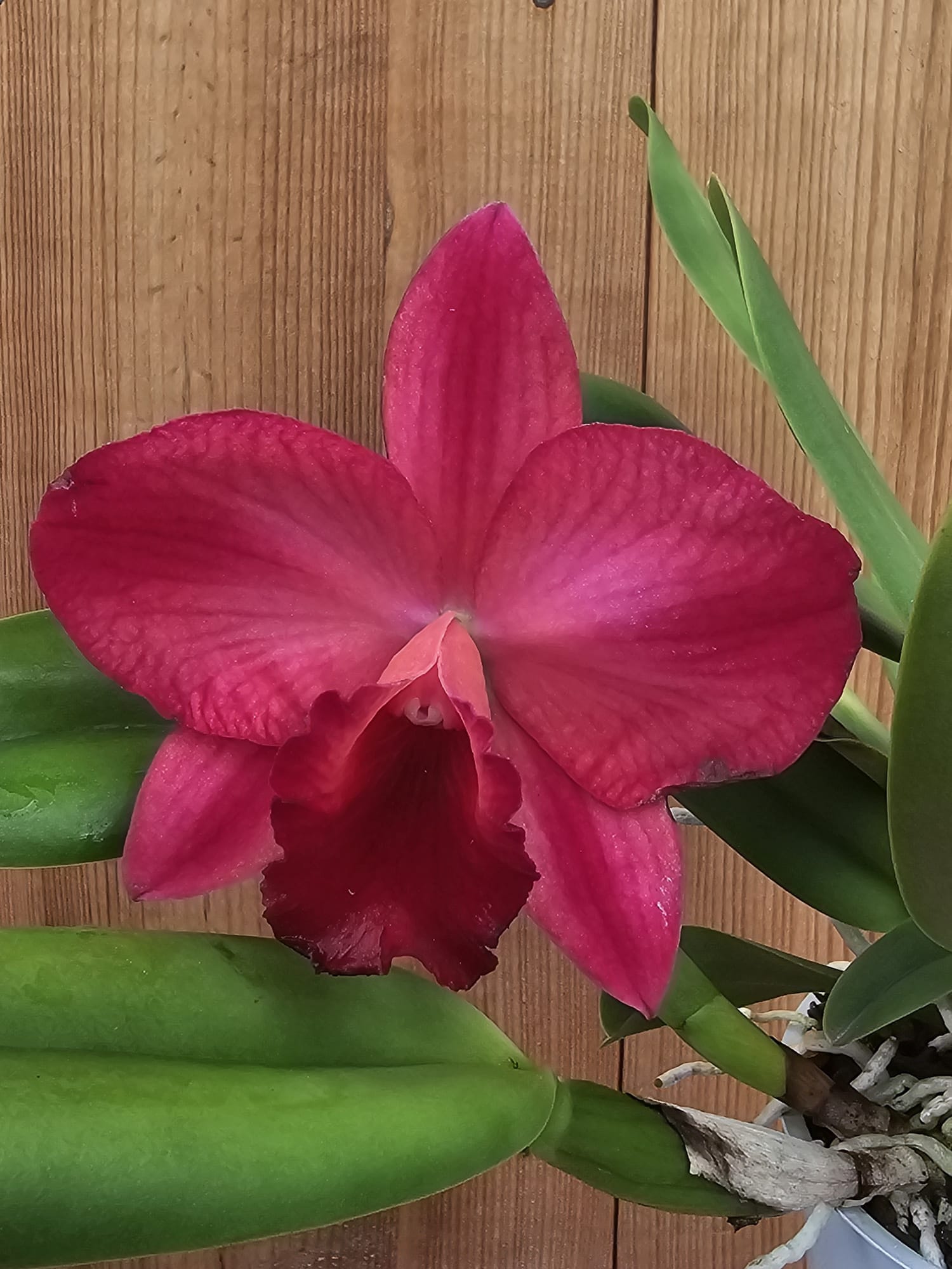 Orquídea Rlc. Ruby Delight x Mem. Alida Laboy em floração