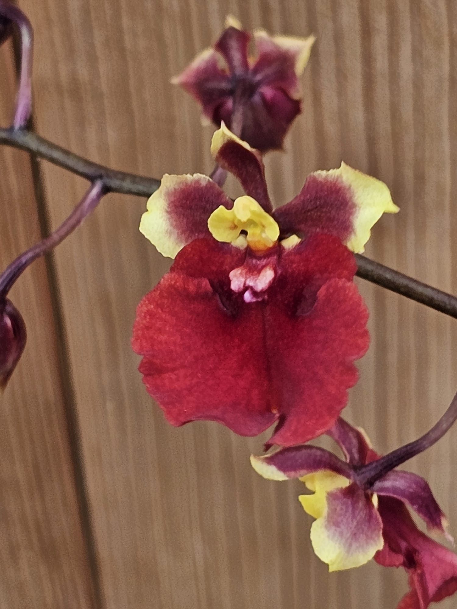 Mini-orquídea Tolumnia Jairak Flyer Lady In Red com flores vermelhas em floração