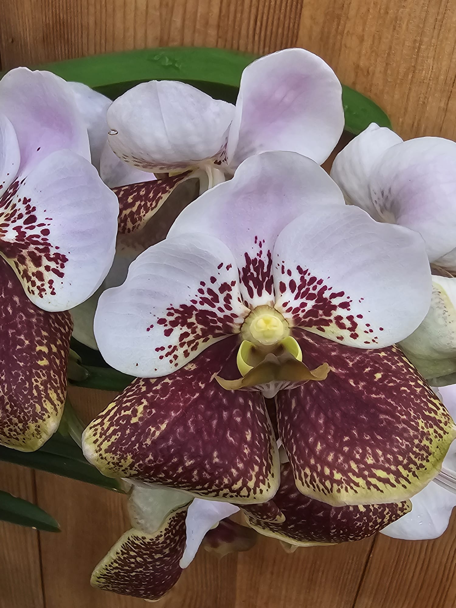 Orquídea Vanda sanderiana com grandes flores rosadas e acastanhadas em cesto suspenso
