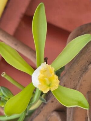 Vanilla planifolia Variegata