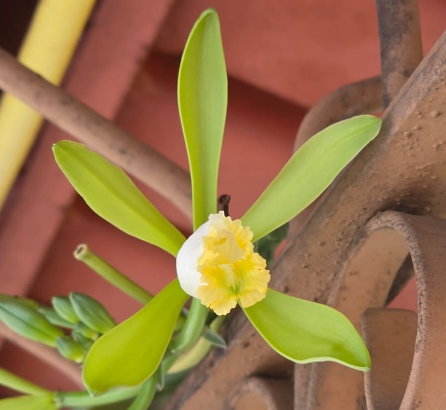Vanilla planifolia Variegata