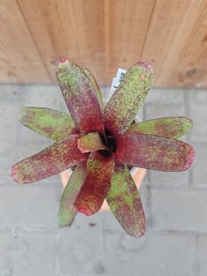 Bromélia miniatura Neoregelia Red Waif com folhas vermelhas vibrantes