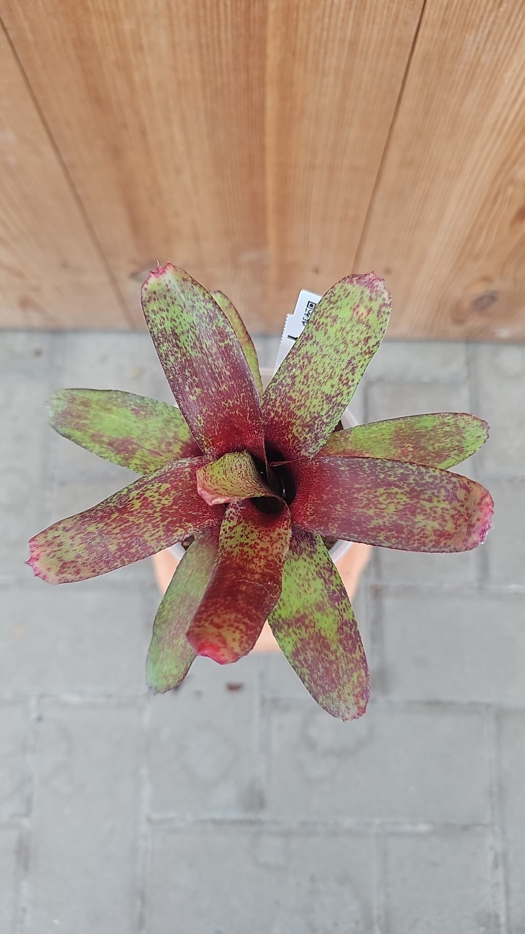 Bromélia miniatura Neoregelia Red Waif com folhas vermelhas vibrantes