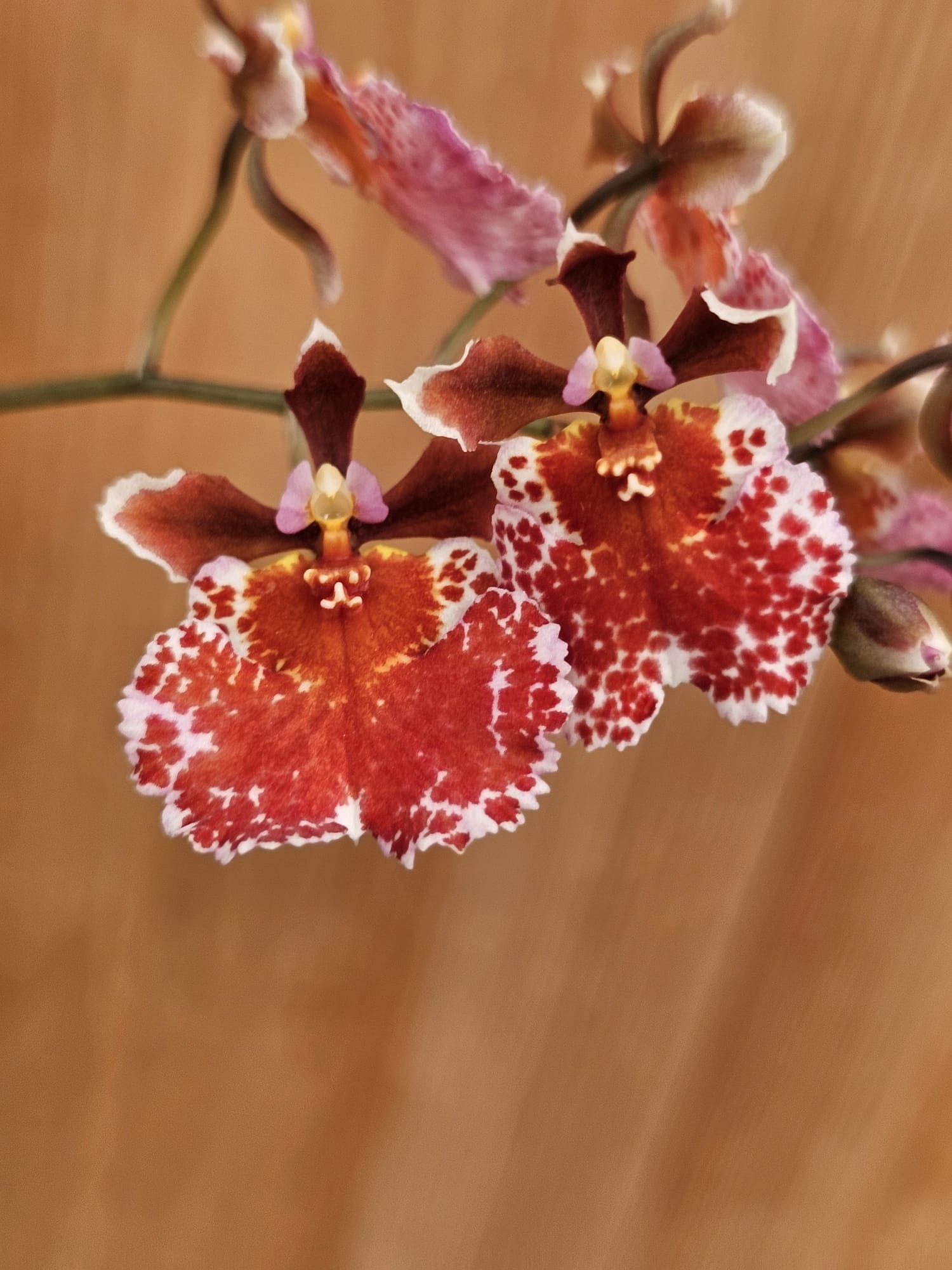 Orquídea miniatura Tolumnia Jairak Flyer Giraffe em floração amarela e castanha