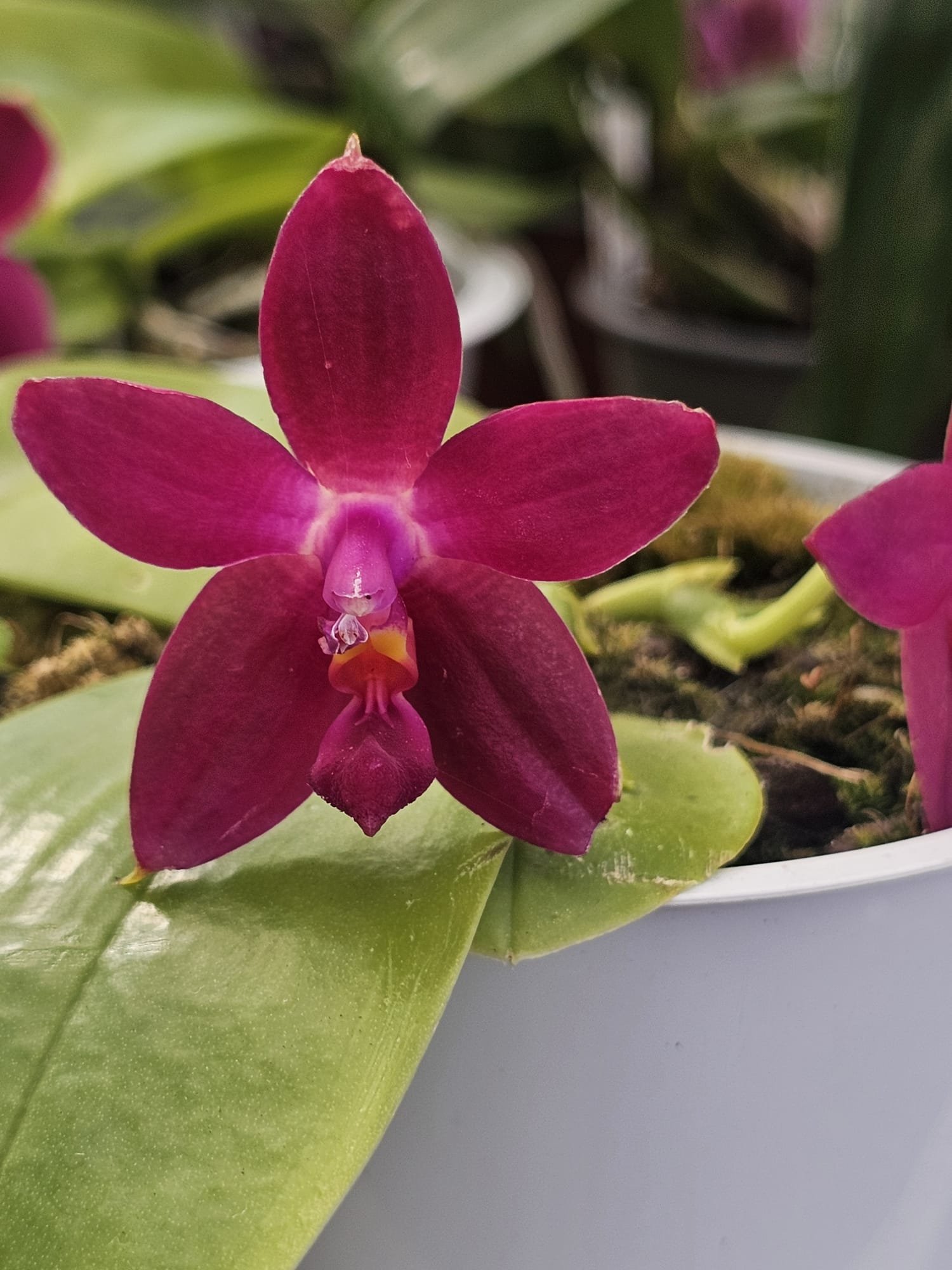 Orquídea botânica Phalaenopsis Ambotrana violacea em floração perfumada