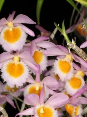 Mini-orquídea Dendrobium loddigesii com flores rosa e lilás em floração