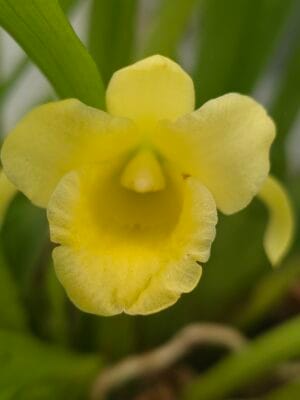 Orquídea botânica Chondrorhyncha lendyana em floração com flores delicadas