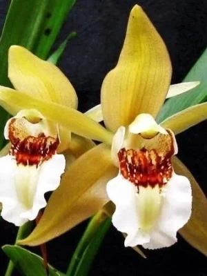 Orquídea botânica Coelogyne lawrenceana em floração com flores grandes