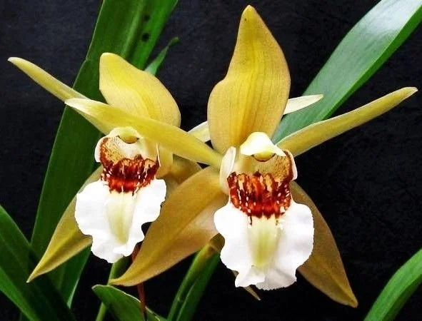 Orquídea botânica Coelogyne lawrenceana em floração com flores grandes