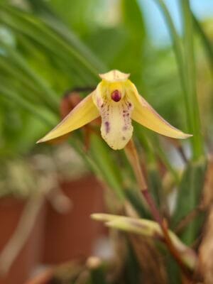 Orquídea botânica Maxillaria cerifera em floração com flores cerosas