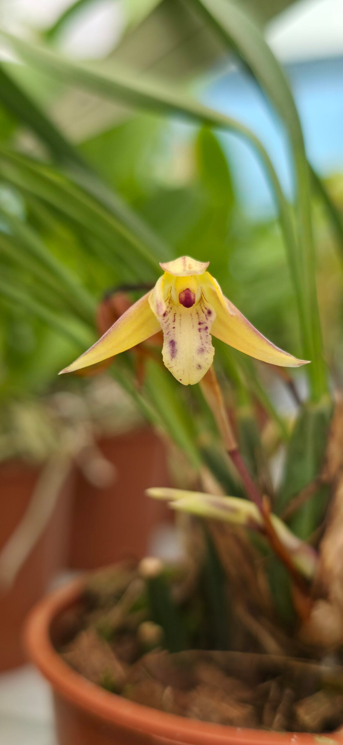 Orquídea botânica Maxillaria cerifera em floração com flores cerosas
