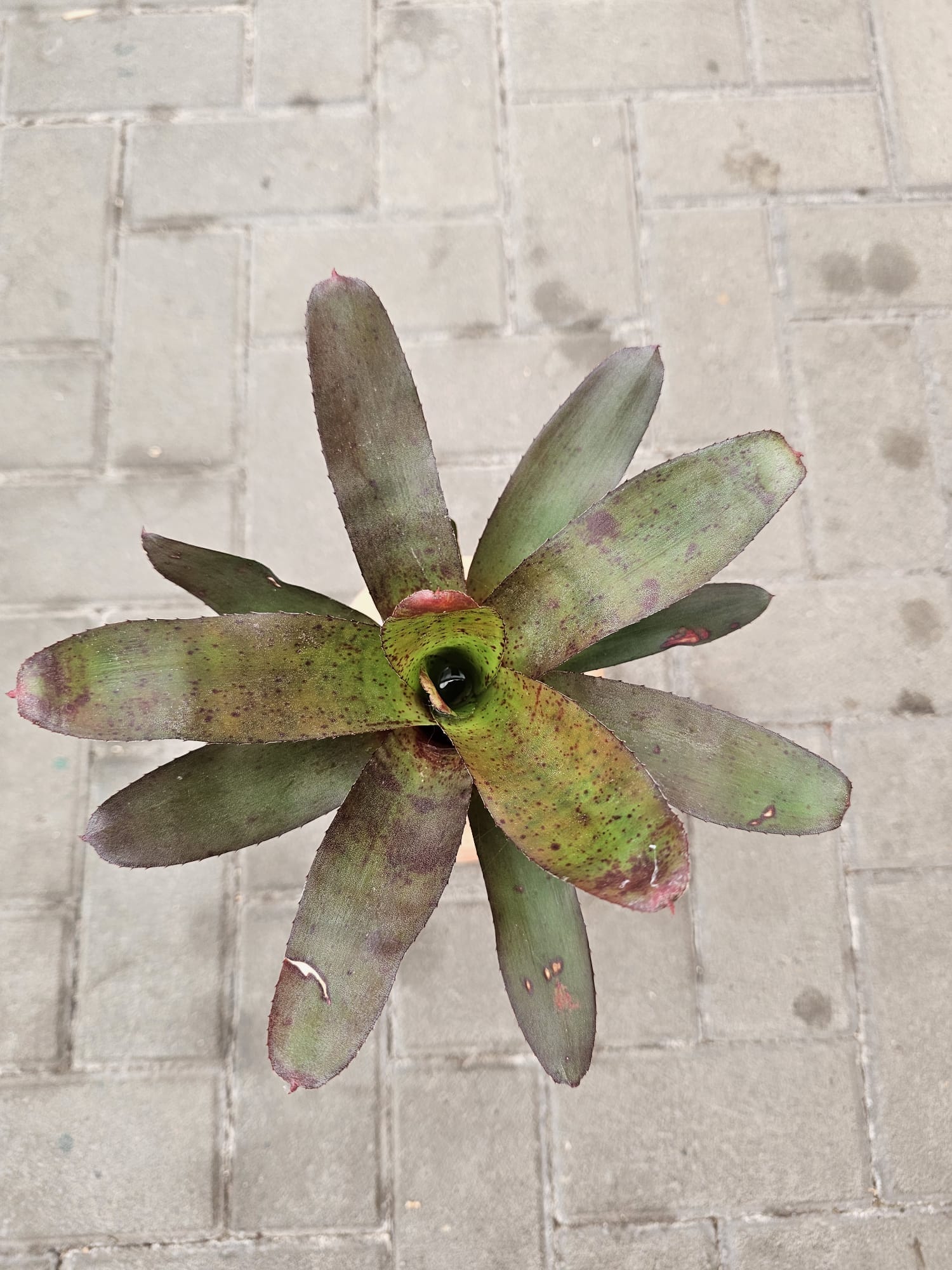 Bromélia Neoregelia Amazon V Lose com folhas variegadas coloridas