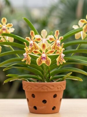 Orquídea botânica Vanda lamellata em floração
